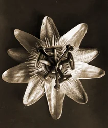 Passiflora, 1929
